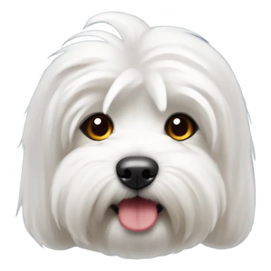 coton de tulear com lacinho vermelho sticker