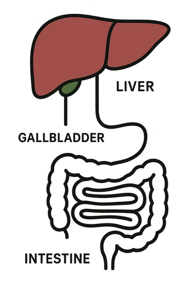 Connessione visiva con linee fegato , intestino e cistifellea sticker