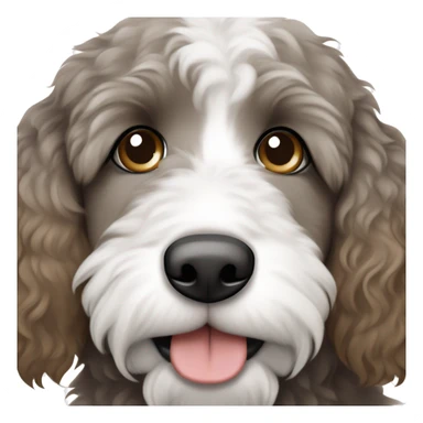 Grey brown and white bernedoodle, one blue eye and one brown eye sticker