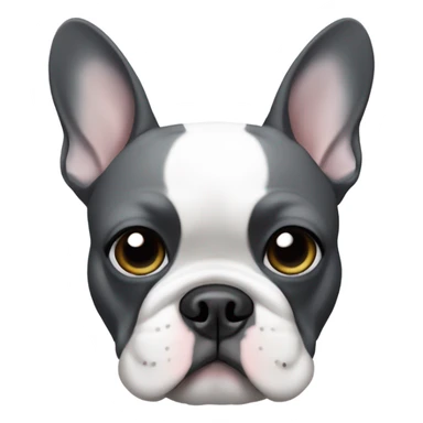 Dark grey and white French bulldog with left side of face grey and right side white but with a grey patch around right eye sticker