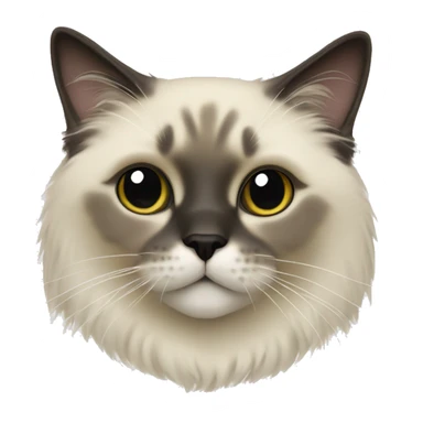 Seal point ragdoll cat sticker