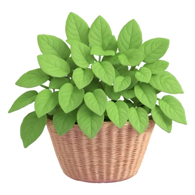 Plectranthus Verticillatus Swedish Ivy with trailing stems and round leaves in a coconut fiber basket sticker