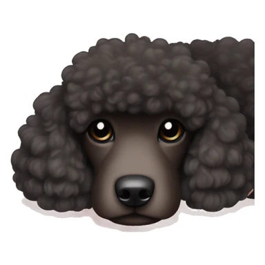 3 legs One Small unshaved Black Poodle with brown harness is  sleeping sticker