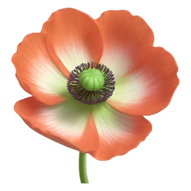 Poppy anemone sticker