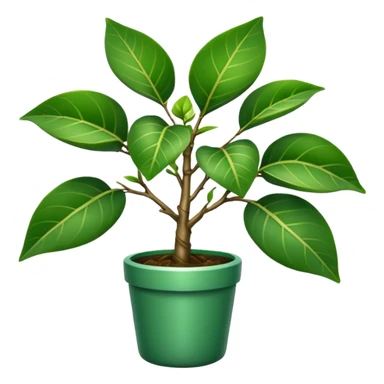 FICUS NATASJA sticker