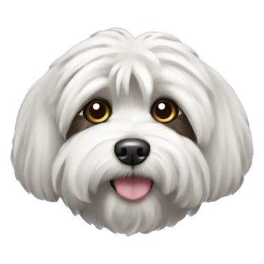 Black havanese with white eyebrow  sticker