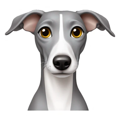 Grey Italian greyhound. With a grey head and white chest sticker