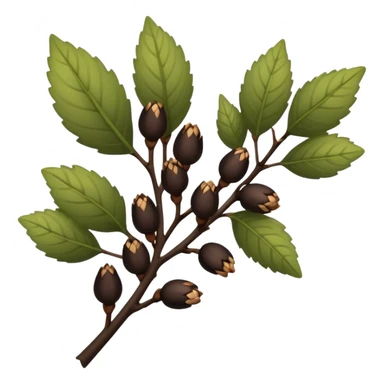 black alder buds sticker