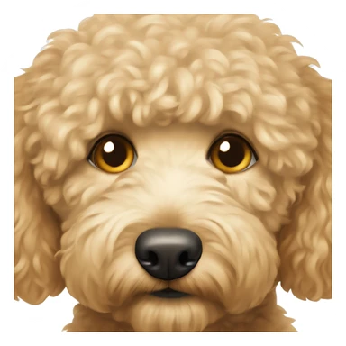 golden doodle with hazel eyes and rly light hair sticker