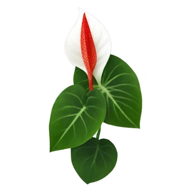 Anthurium sticker
