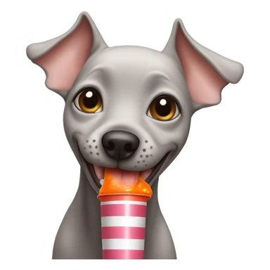 American Hairless Terrier drinking juice From a tube sticker