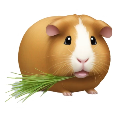 Guineapig eating  a strand of long grass hay  sticker