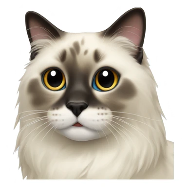 Seal point ragdoll cat  sticker
