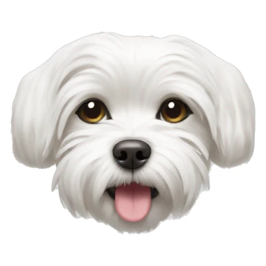 white maltese turning upside down, laying on its back sticker