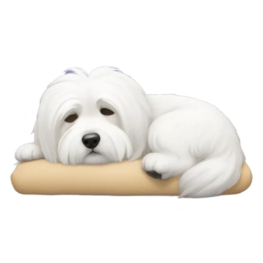 Coton de tulear sleeping on his back sticker
