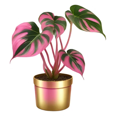 Philodendron pink princess in gold pot sticker