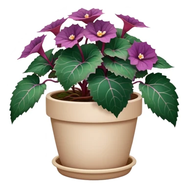 Begonia Rex with dark green leaves, purple edges, white spots in the middle, and prominent spiral centers where leaves grow from, in a beige pot sticker