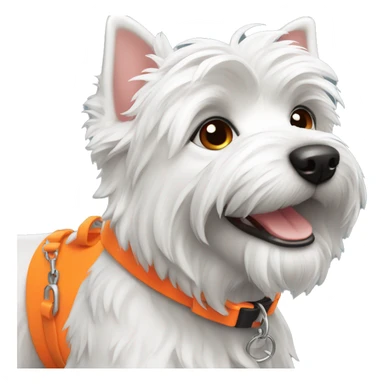 A Westie dog smiling with a neon orange collar sticker