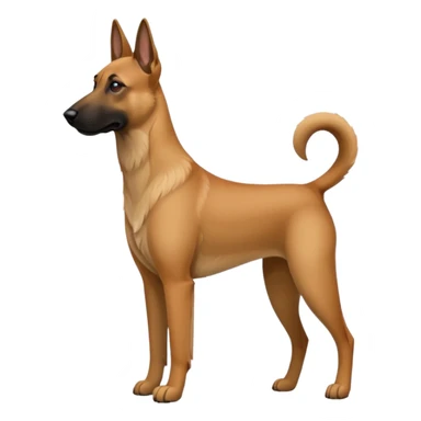 Belgian malinois dogs sticker