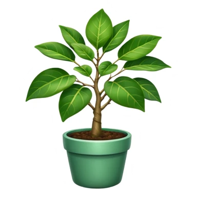 FICUS NATASJA sticker
