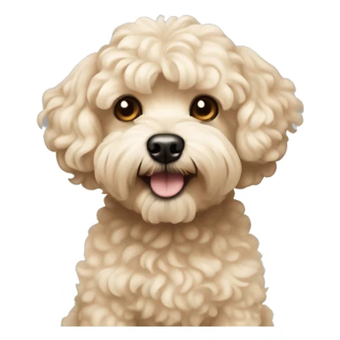 The beige maltipoo dog is not curly sticker