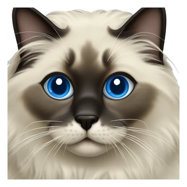 Seal point ragdoll with dark face and blue eyes  sticker