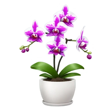 white and magenta orchid in small pot  sticker