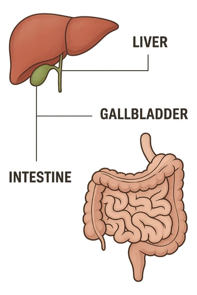 Connessione visiva con linee fegato , intestino e cistifellea sticker