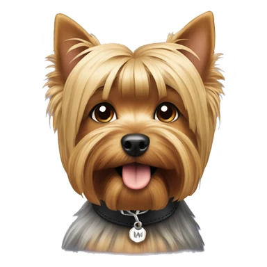 Yorkshire terrier with a collar that says N and M sticker