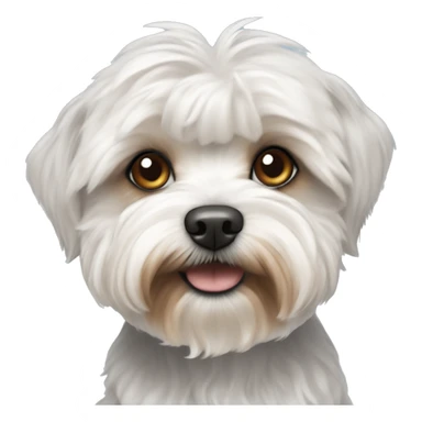 white maltipoo yorkshire terrier mix with blueish brown ear sticker