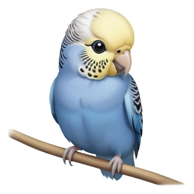 budgie, grey feathers, white head sticker