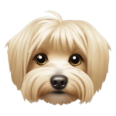 Blonde Yorkie Havanese ￼dog with floppy ears sticker