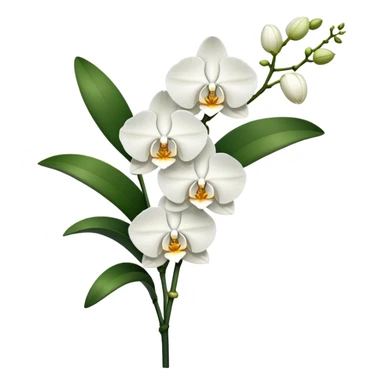 Single elegant orchid stem with several blooms on one stalk and a few green leaves at the base sticker