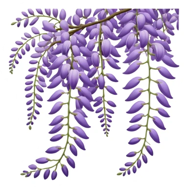 Japanese style wisteria (fuji) flower in elegant ukiyo-e inspired design, cascading purple blooms hanging like in traditional Japanese gardens, with gentle curved lines sticker
