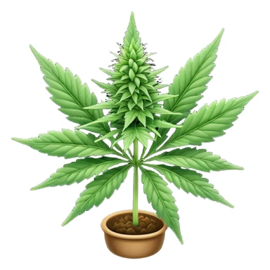 Cannabis sticker