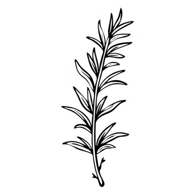 Rosemary herb with needle-like leaves on stems, botanical illustration sticker