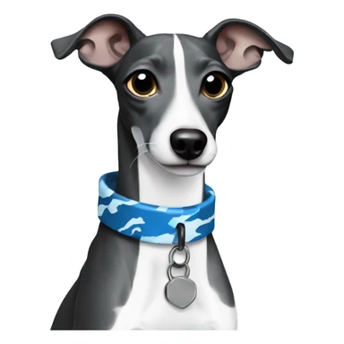 Black and white Italian greyhound with blue camo collar sticker