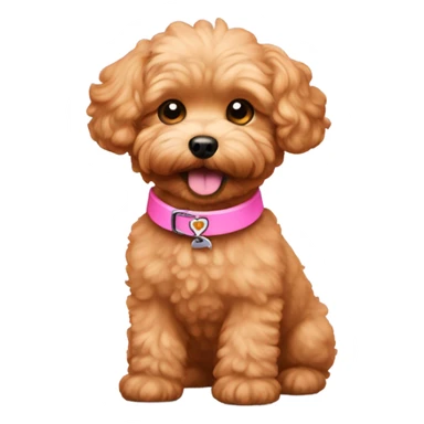 Red  maltipoo with the name maple on a pink collar happy looking sticker