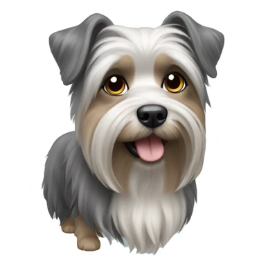 Dog yorkshire with a little gray sticker