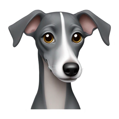 Dark grey Italian greyhound with lighter grey snout sticker
