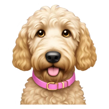 gold and white golden doodle that is medium sized with gold eyes and a pink nose wearing a pink collar sticker