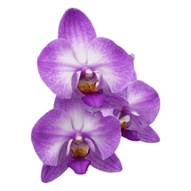european orchid flower sticker