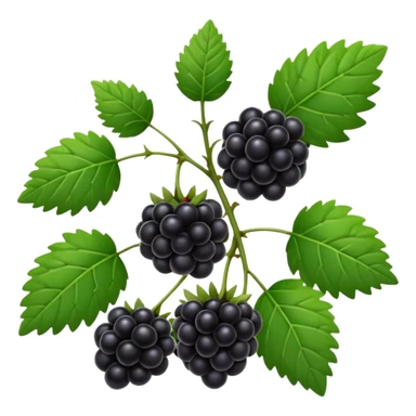 blackberry plant sticker