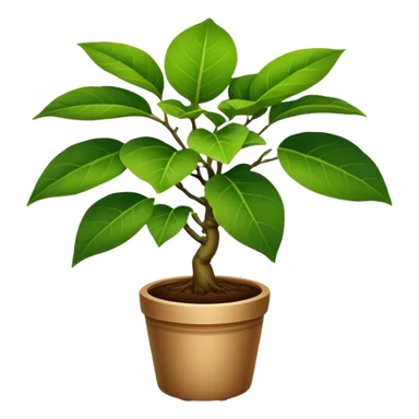Ficus pandurata sticker