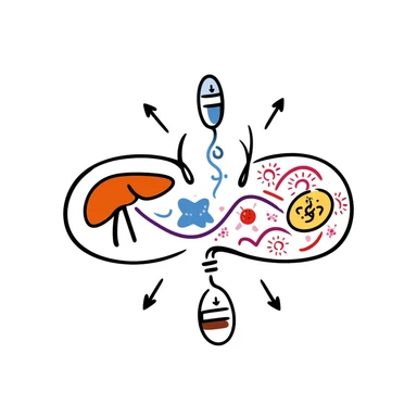 Anti-diabetic treatment diagram: orange liver, pink muscle cells, and yellow fat cells responding to blue anti-diabetic medication, with purple insulin pathways activated. Hand-drawn cross-section showing cellular absorption of red glucose particles and balanced blood sugar levels. sticker