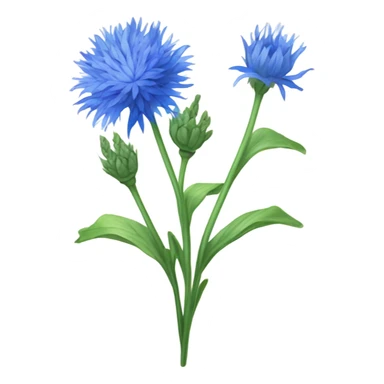 Cornflower plant  sticker