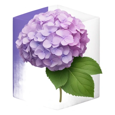 faded hydrangea from pink to purple inside white box  sticker