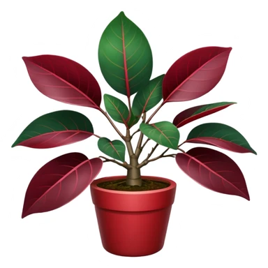 ficus elastica burgundy sticker
