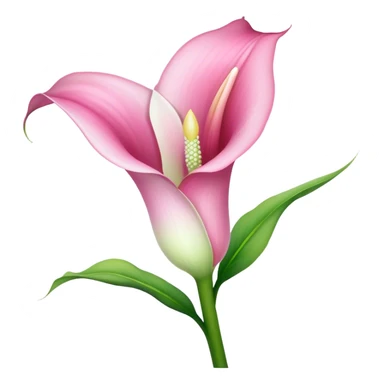Gypsum Of a All Pink Calla Lily  sticker