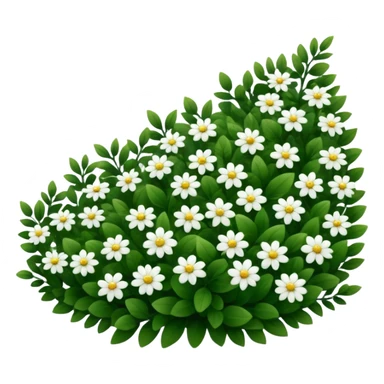 A dense bush with dark leaves and a curved organic shape with small white flower sticker